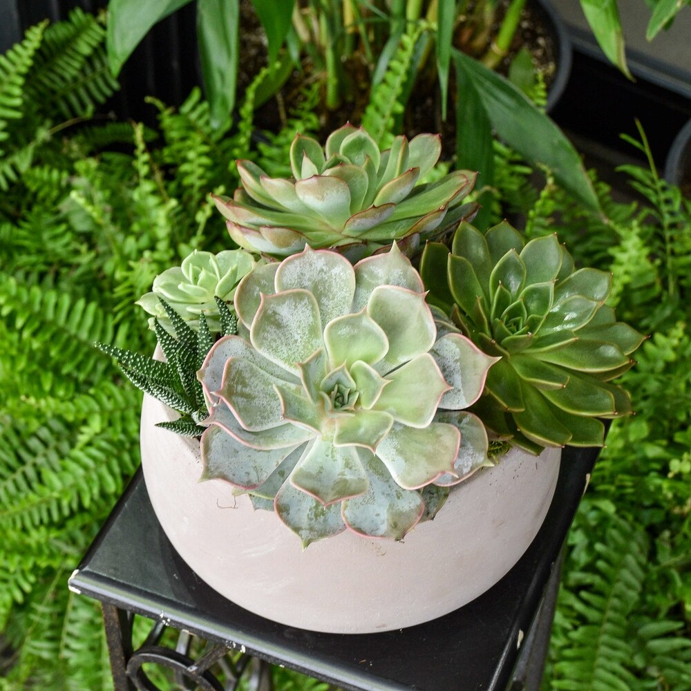 Jungle Fatigue ファティーグ OVY KAJA echeveria Echeveria julia🦜 . . . . . . . . . #jungle #succulent