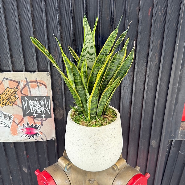 Tabletop Snake Plant