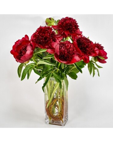Deep Red Peony Paradise