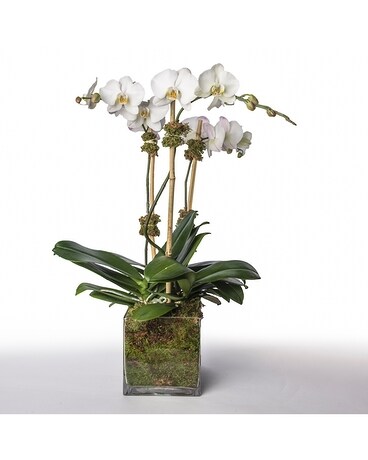 Triple Orchid Delight