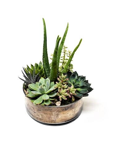 Succulent Glass Menagerie