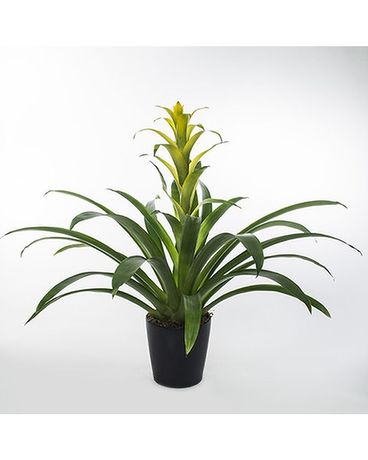 Beautiful Bromeliad
