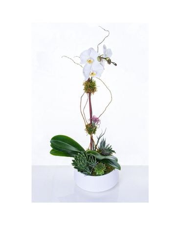 Orchid Eden-Available in Purple