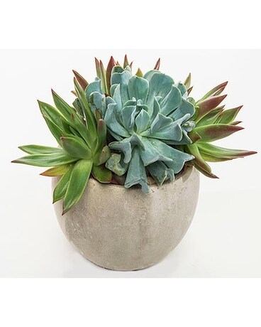 Succulent Awakening Flower Arrangement