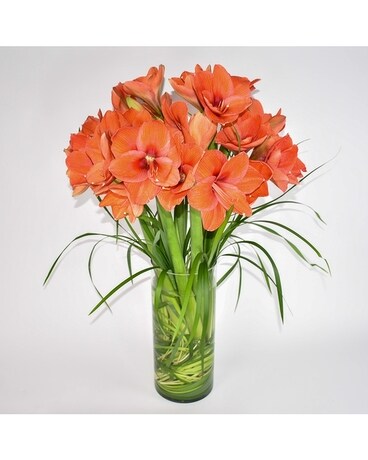 Splendor and Elegance is modern bouquet of amaryllis available for NYC flower delivery.