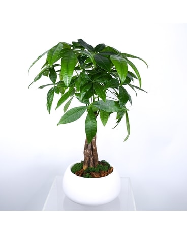 Indoor Plant Delivery NYC - Starbright Floral Design NYC
