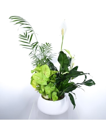 Indoor Plant Delivery NYC - Starbright Floral Design NYC