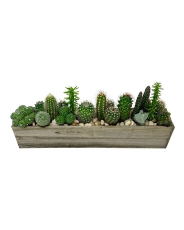Desert Song Nyc Flower Delivery Delivered Same Day Innew York Ny Desert Song Plant