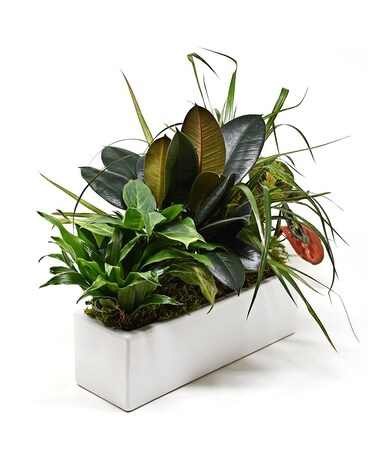 Not Too Shabby (Chic) Plant