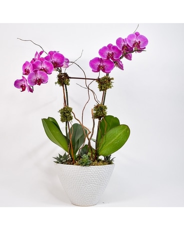 Orchid Wishes-Available in White Flower Arrangement