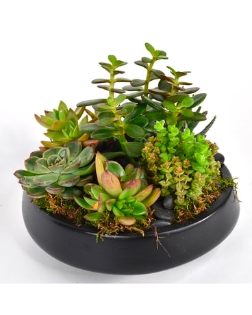 Green Garden Plant