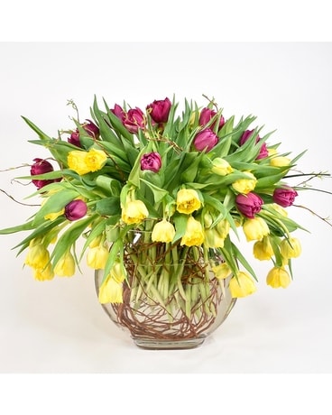 Park Avenue Tulips Flowers