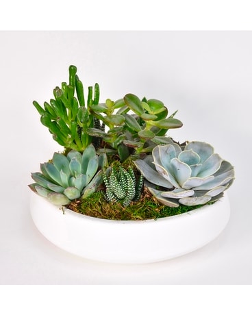 Succulent Hymn Plant