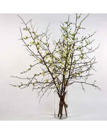 Quince Branches Flowers