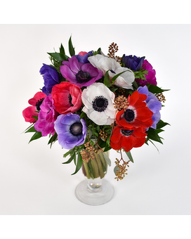Spring Anemones Flowers
