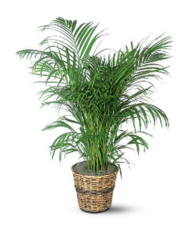 Areca Palm Flower Arrangement