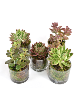 Standard size,  inches height and  inches wide.