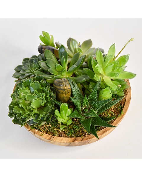 Succulent Moments Arrangement - Starbright Floral Design NYC