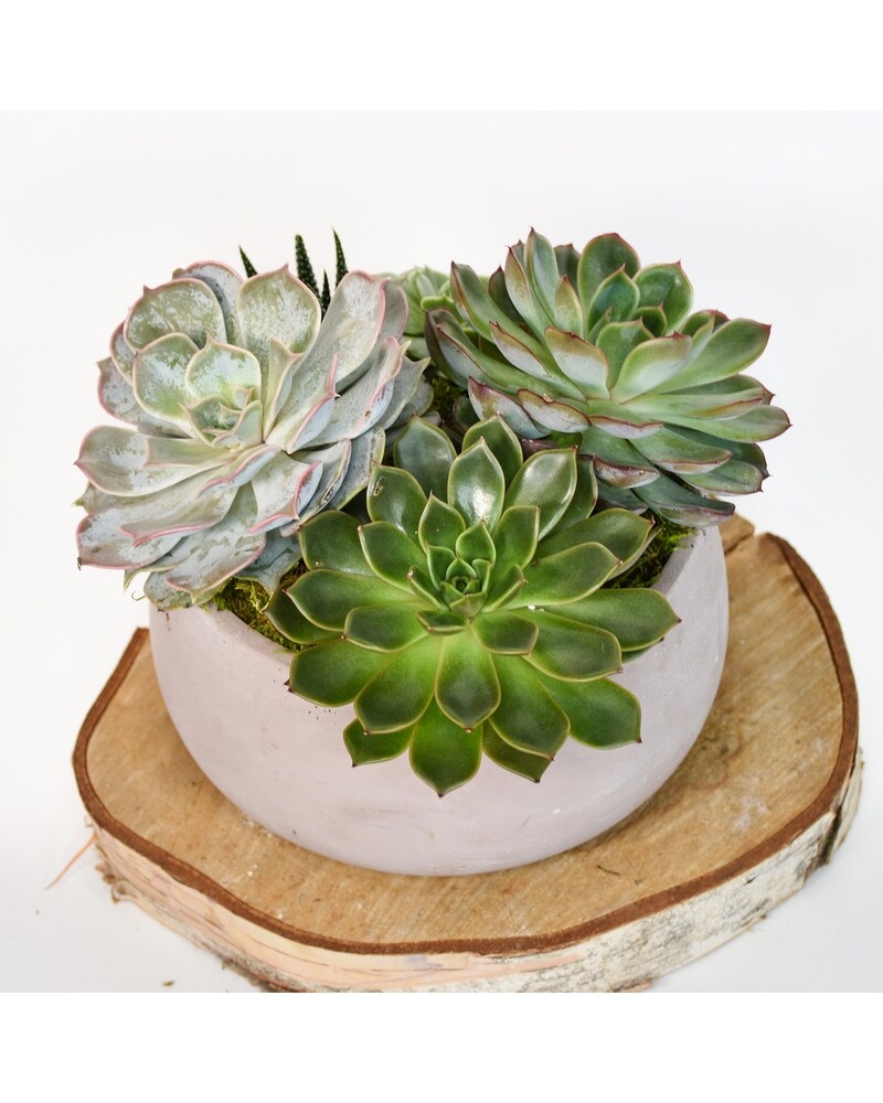 Jungle Fatigue ファティーグ OVY KAJA echeveria Succulent Jungle - NYC Flower Delivery