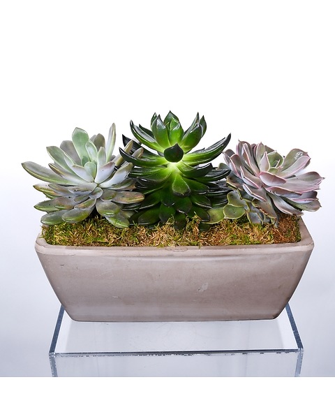 Succulent Vacation
