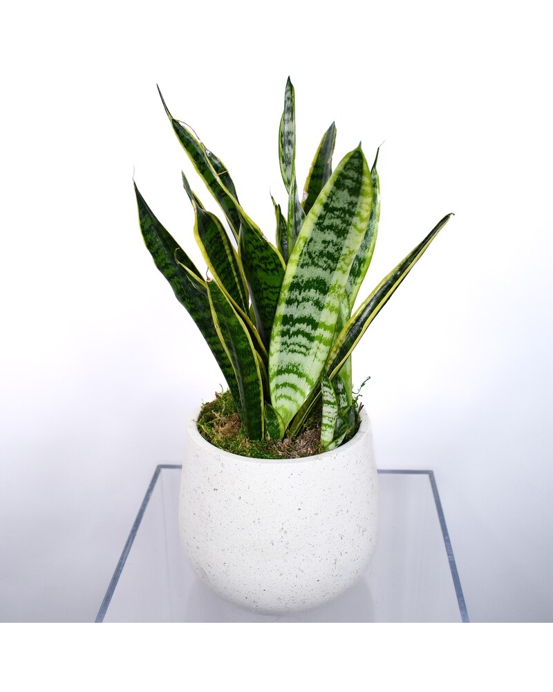 Tabletop Snake Plant