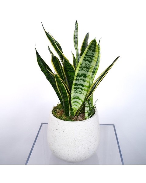 Tabletop Snake Plant - NYC Flower Delivery