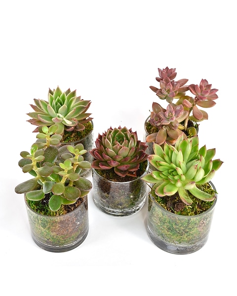 bulk order succulents Assorted 2'' Succulent Sets, Wholesale Succulents