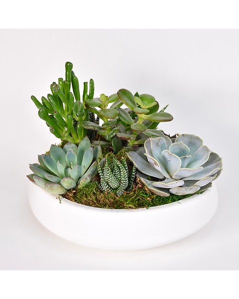 Succulent Hymn