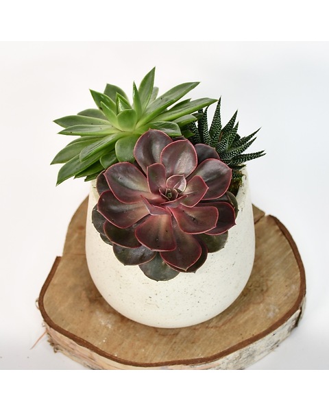 succulent plant mix Fafard Cactus & Succulent Potting Mix: Optimal Drainage  Jardineries  Botanix