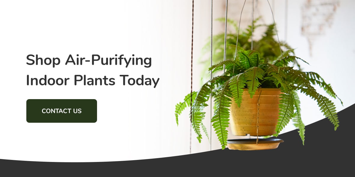 Four Favorite House Plants for Purifying Air