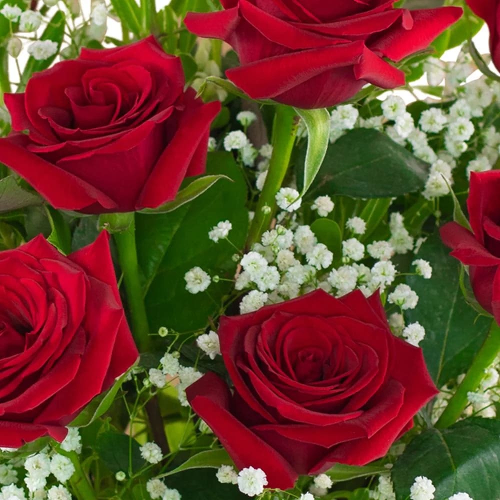 Dozen Premium Red Roses in Greenwood IN - The Flower Market