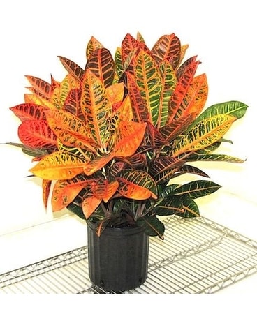 Croton Plant