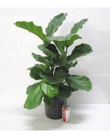 Fiddle Leaf Fig Flower Arrangement