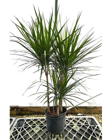 Marginata Plant Plant