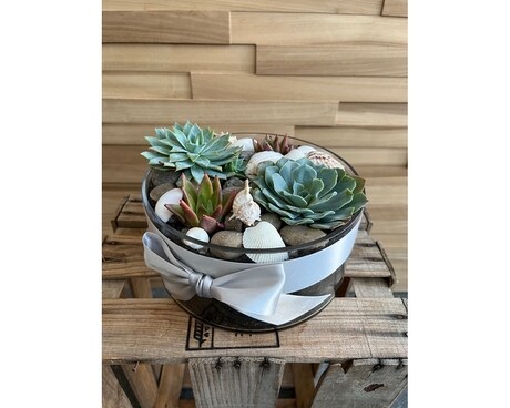 Seaside Succulent Garden Plant
