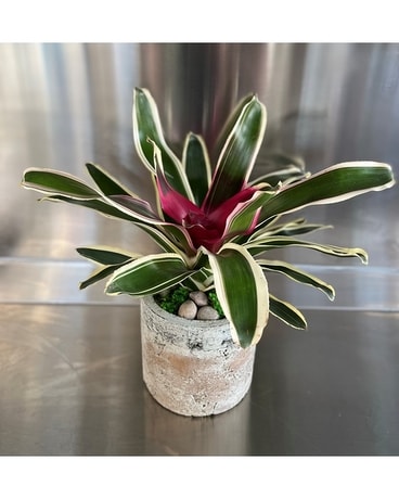 Breathtaking Bromeliad Plant
