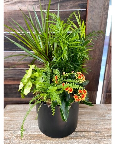 6 inch Ceramic Pot Garden Plant