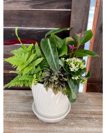7 in Ceramic Pot Garden Dish Garden Plant