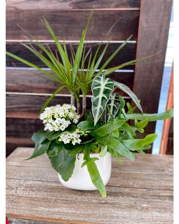 5 in Ceramic Pot Garden Dish Garden Plant