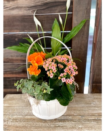 7in Garden Basket Dish Garden Plant