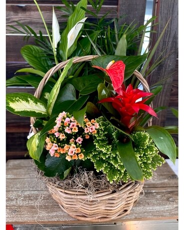 10in Garden Basket Dish Garden Plant