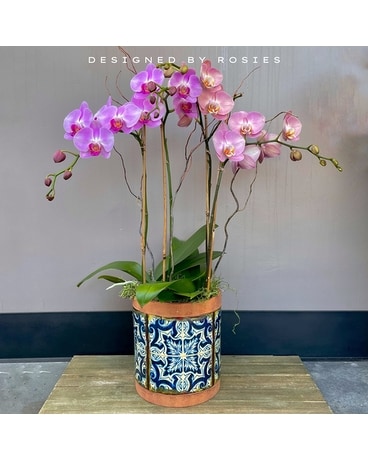 Mosaic Orchid Garden Dish Garden Plant