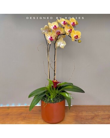 Orchid Plant Garden Dish Garden Plant