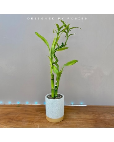 Lucky Bamboo Dish Garden Plant