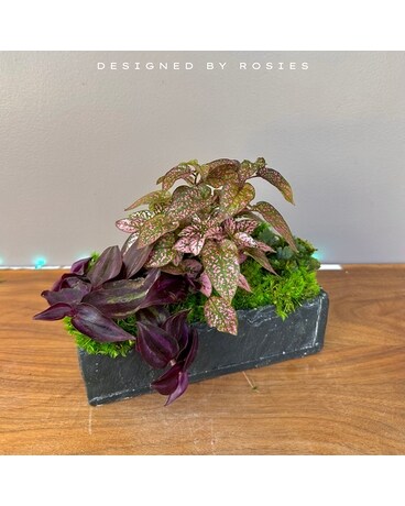 Volcanic Garden Dish Garden Plant