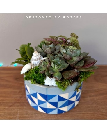 Mykonos Garden Dish Garden Plant