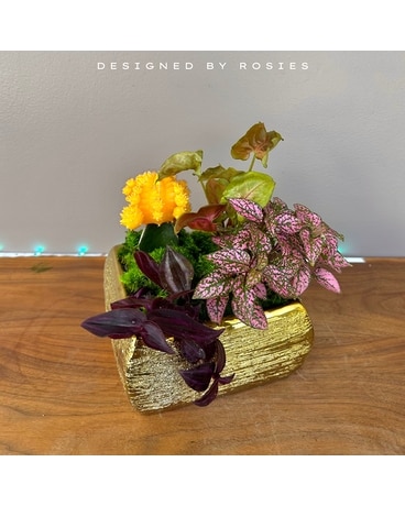 Golden Treasures Dish Garden Plant