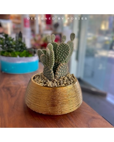 Nopal Garden Dish Garden Plant