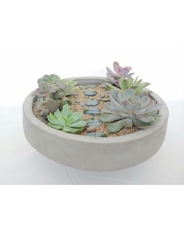 Stepping Stones Dish Garden Plant
