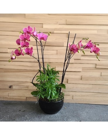 8in Orchid Garden In Plum Flower Arrangement